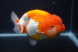 Jumbo Lionchu  Red White 5.5 Inch (ID#0107R12a-21)