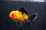 Thai Oranda  Red Black 6 Inch (ID#1018To6b-117)