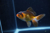 Baby Thai Oranda  Tricolor 3 Inch (ID#1210ToPTA-32) Free2Day SHIPPING