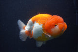 Jumbo Lionchu  Red White 5.5 Inch (ID#0107R12a-21)