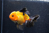 Thai Oranda  Red Black 6 Inch (ID#1018To6c-117)