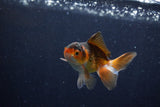 Baby Thai Oranda  Tricolor 3 Inch (ID#1210ToPTA-32) Free2Day SHIPPING