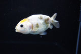 Baby Ranchu  Calico 3 Inch (ID#1115R9c-41) Free2Day SHIPPING