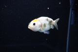 Baby Ranchu  Calico 3 Inch (ID#1115R9c-41) Free2Day SHIPPING