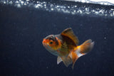 Baby Thai Oranda  Tricolor 3 Inch (ID#1210ToPTA-32) Free2Day SHIPPING