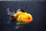 Thai Oranda  Red Black 6 Inch (ID#1018To6c-117)