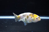 Baby Ranchu  Calico 3 Inch (ID#1115R9c-41) Free2Day SHIPPING