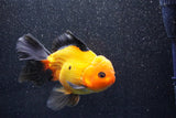 Thai Oranda  Red Black 6 Inch (ID#1018To6c-117)