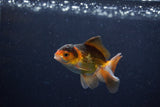 Baby Thai Oranda  Tricolor 3 Inch (ID#1210ToPTA-32) Free2Day SHIPPING