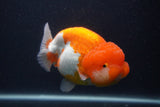 Jumbo Lionchu  Red White 5.5 Inch (ID#0107R12a-21)