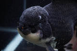 Giant Thai Oranda  Panda 8.5 Inch (ID#311To5b-123)