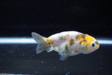 Baby Ranchu  Calico 3 Inch (ID#1115R9c-41) Free2Day SHIPPING