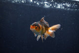 Baby Thai Oranda  Tricolor 3 Inch (ID#1210ToPTA-32) Free2Day SHIPPING