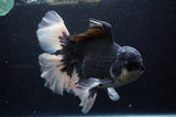 Giant Thai Oranda  Panda 8.5 Inch (ID#311To5b-123)