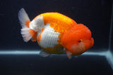 Jumbo Lionchu  Red White 5.5 Inch (ID#0107R12a-21)