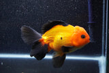 Thai Oranda  Red Black 6 Inch (ID#1018To6c-117)