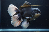 Giant Thai Oranda  Panda 8.5 Inch (ID#311To5b-123)