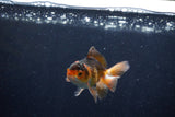 Baby Thai Oranda  Tricolor 3 Inch (ID#1210ToPTA-32) Free2Day SHIPPING