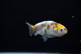 Baby Ranchu  Calico 3 Inch (ID#1115R9c-41) Free2Day SHIPPING