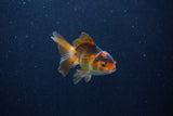 Baby Thai Oranda  Tricolor 3 Inch (ID#1210ToPTA-32) Free2Day SHIPPING