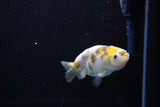 Baby Ranchu  Calico 3 Inch (ID#1115R9c-41) Free2Day SHIPPING