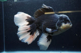 Giant Thai Oranda  Panda 8.5 Inch (ID#311To5b-123)