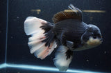 Giant Thai Oranda  Panda 8.5 Inch (ID#311To5b-123)