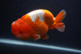 Jumbo Lionchu  Red White 5.5 Inch (ID#0107R12a-22)