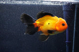 Thai Oranda  Red Black 6 Inch (ID#1018To6c-117)