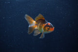 Baby Thai Oranda  Tricolor 3 Inch (ID#1210ToPTA-32) Free2Day SHIPPING