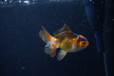 Baby Thai Oranda  Tricolor 3 Inch (ID#1210ToPTA-32) Free2Day SHIPPING