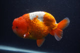 Jumbo Lionchu  Red White 5.5 Inch (ID#0107R12a-22)