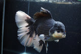 Giant Thai Oranda  Panda 8.5 Inch (ID#311To5b-123)