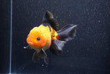 Thai Oranda  Red Black 6 Inch (ID#1018To6b-117)