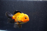 Thai Oranda  Red Black 6 Inch (ID#1018To6c-117)