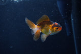 Baby Thai Oranda  Tricolor 3 Inch (ID#1210ToPTA-32) Free2Day SHIPPING