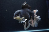 Giant Thai Oranda  Panda 8.5 Inch (ID#311To5b-123)
