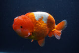 Jumbo Lionchu  Red White 5.5 Inch (ID#0107R12a-22)