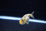 Baby Ranchu  Calico 2.5 Inch (ID#1115R9c-42) Free2Day SHIPPING