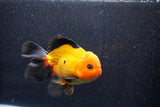 Thai Oranda  Red Black 6 Inch (ID#1018To6b-117)