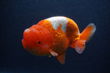 Jumbo Lionchu  Red White 5.5 Inch (ID#0107R12a-22)