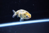 Baby Ranchu  Calico 2.5 Inch (ID#1115R9c-42) Free2Day SHIPPING