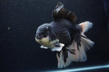 Giant Thai Oranda  Panda 8.5 Inch (ID#311To5b-123)
