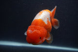 Jumbo Lionchu  Red White 5.5 Inch (ID#0107R12a-22)