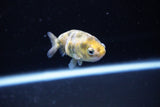 Baby Ranchu  Calico 2.5 Inch (ID#1115R9c-42) Free2Day SHIPPING