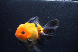 Thai Oranda  Red Black 6 Inch (ID#1018To6b-117)