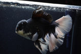 Giant Thai Oranda  Panda 8.5 Inch (ID#311To5b-123)