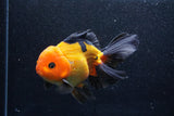 Thai Oranda  Red Black 6 Inch (ID#1018To6c-117)