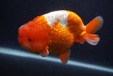 Jumbo Lionchu  Red White 5.5 Inch (ID#0107R12a-22)