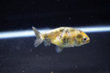 Baby Ranchu  Calico 2.5 Inch (ID#1115R9c-42) Free2Day SHIPPING